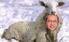 mm-in-sheep.jpg