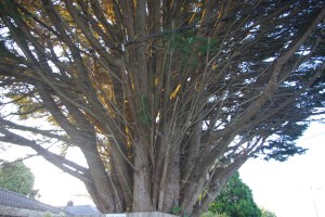 IMGP4441 Growing robustly together